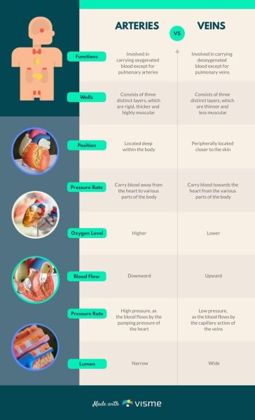 Arteries-vs-Veins---Infographic-Template.jpg