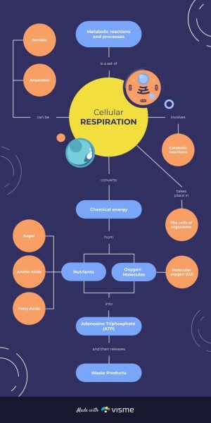 Cellular-Respiration-Concept-Map-Template.jpg
