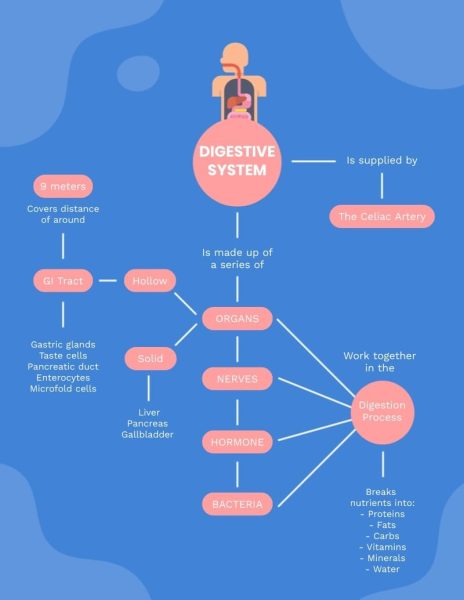 Human-Digestive-System-Concept-Map-Template.jpg