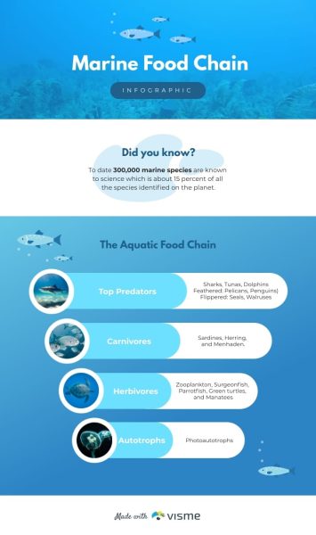 Marine-Food-Chain-Hierarchy-Infographic-Template.jpg