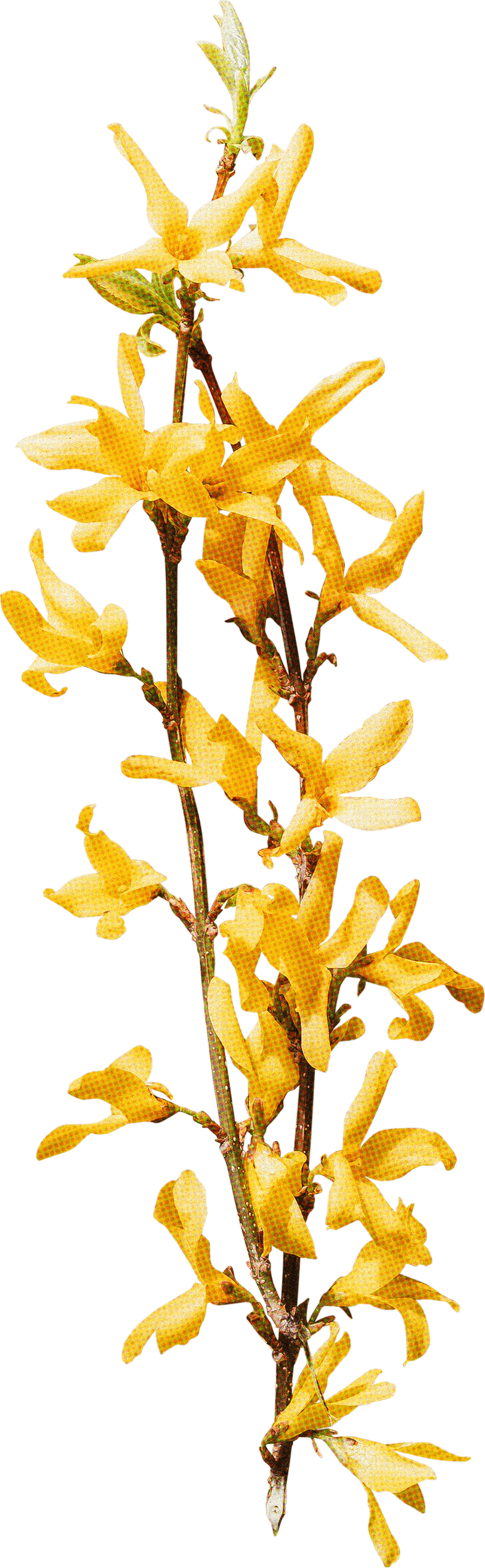 FLORAL10.png