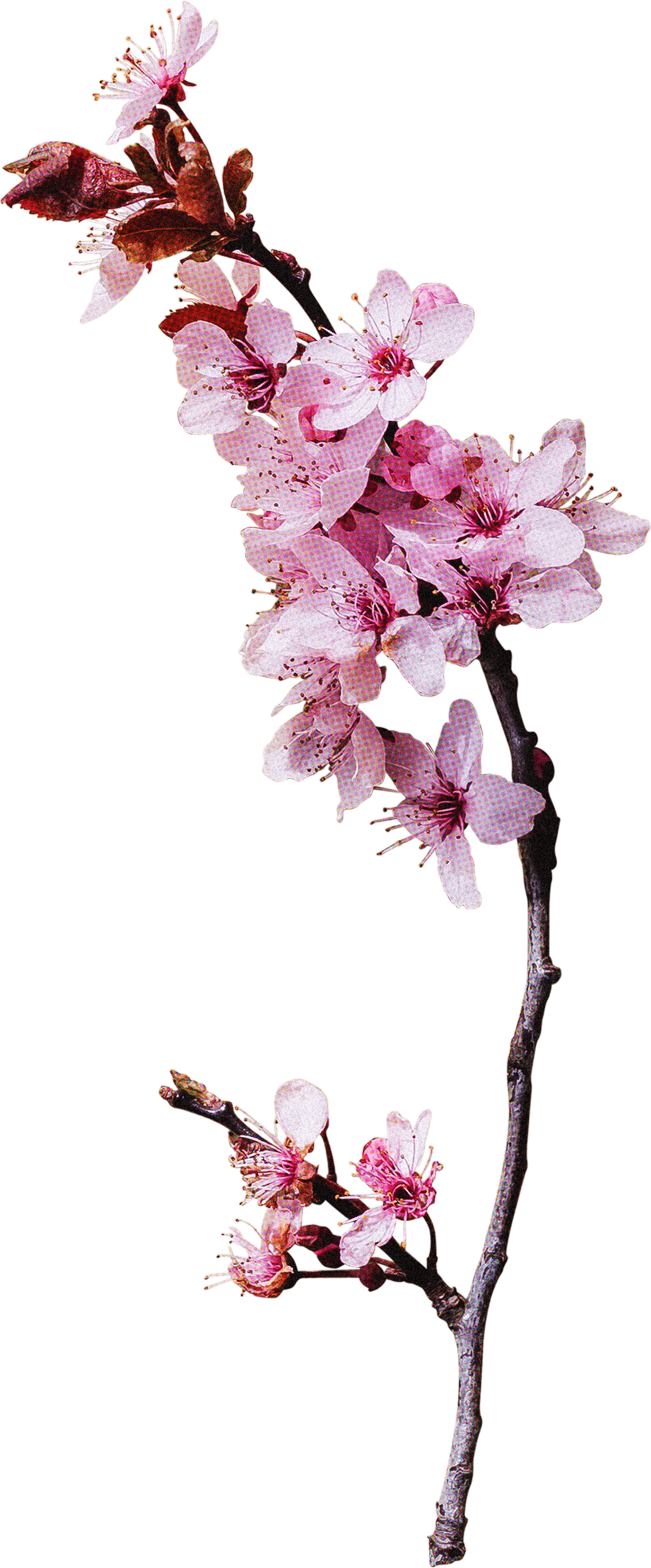 FLORAL11.png