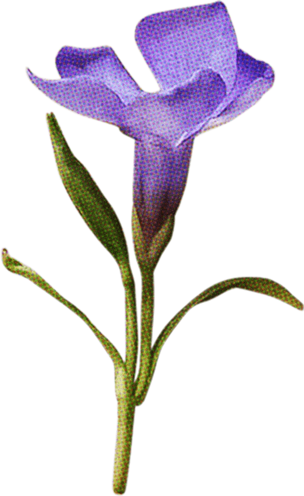 FLORAL14.png