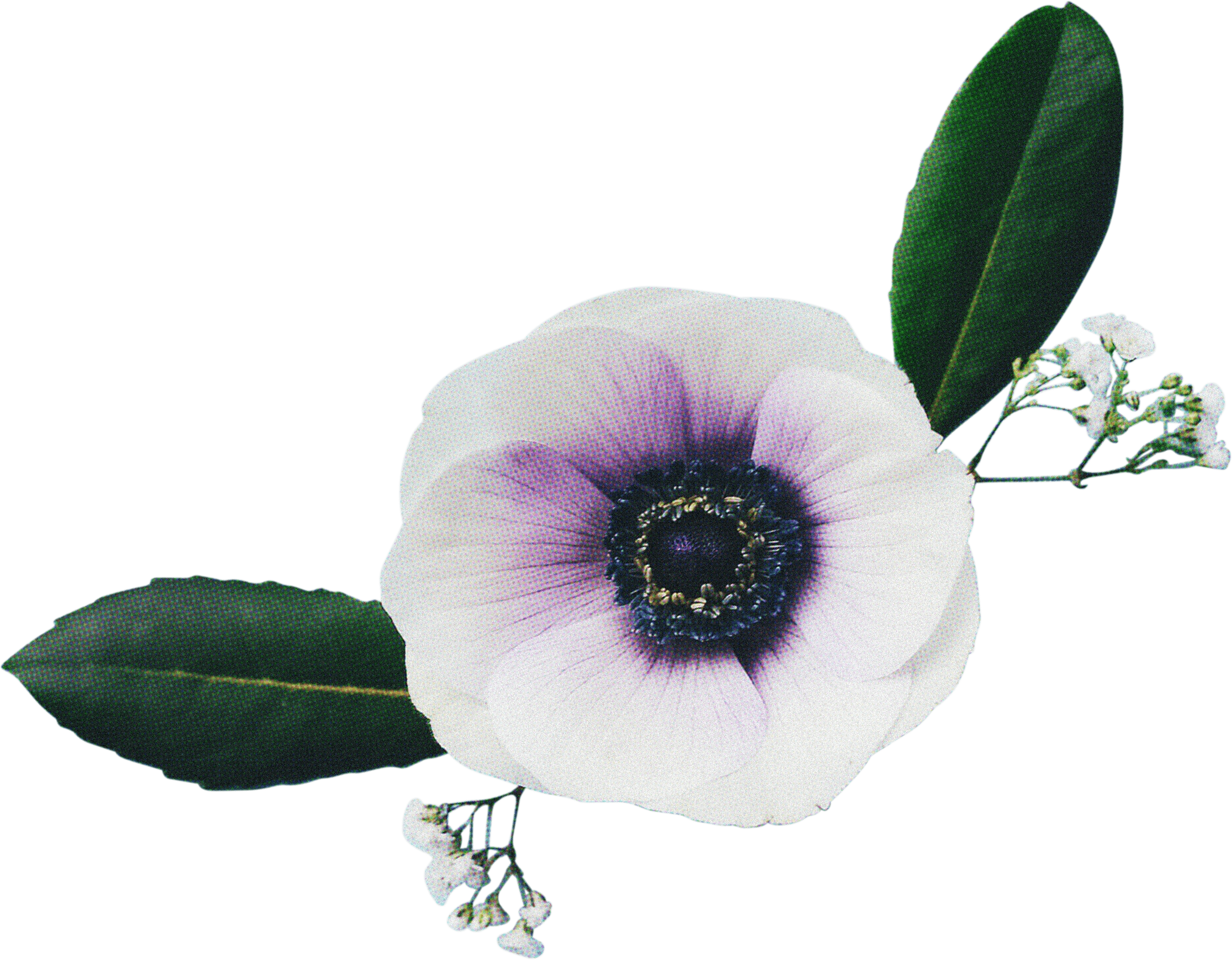 FLORAL2.png
