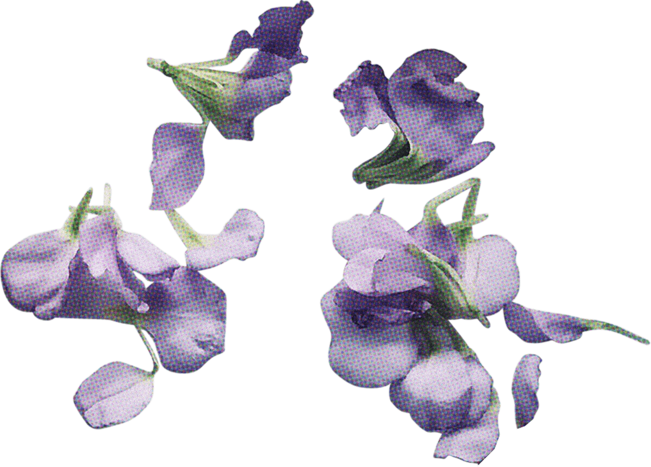 FLORAL25.png