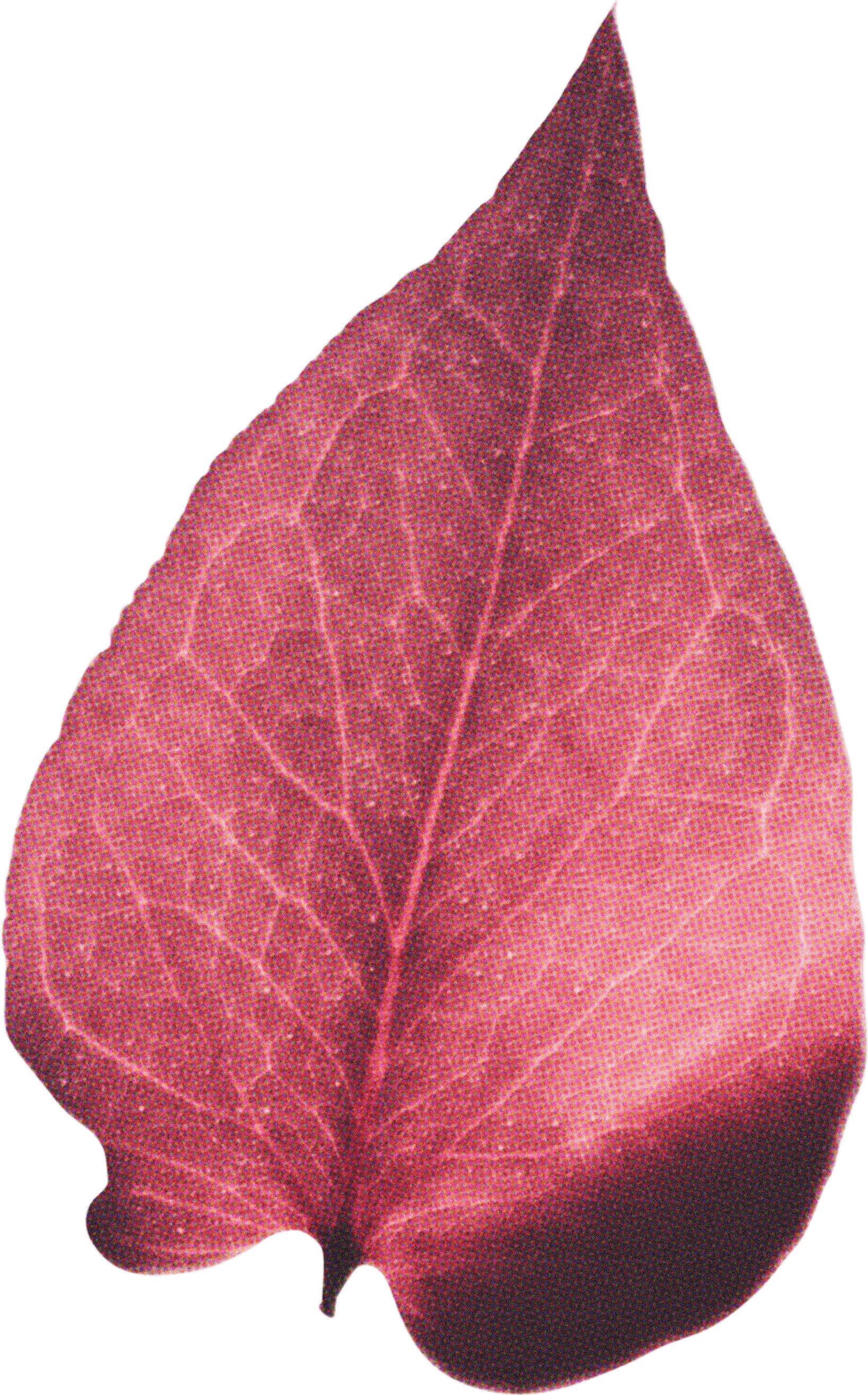 FLORAL28.png
