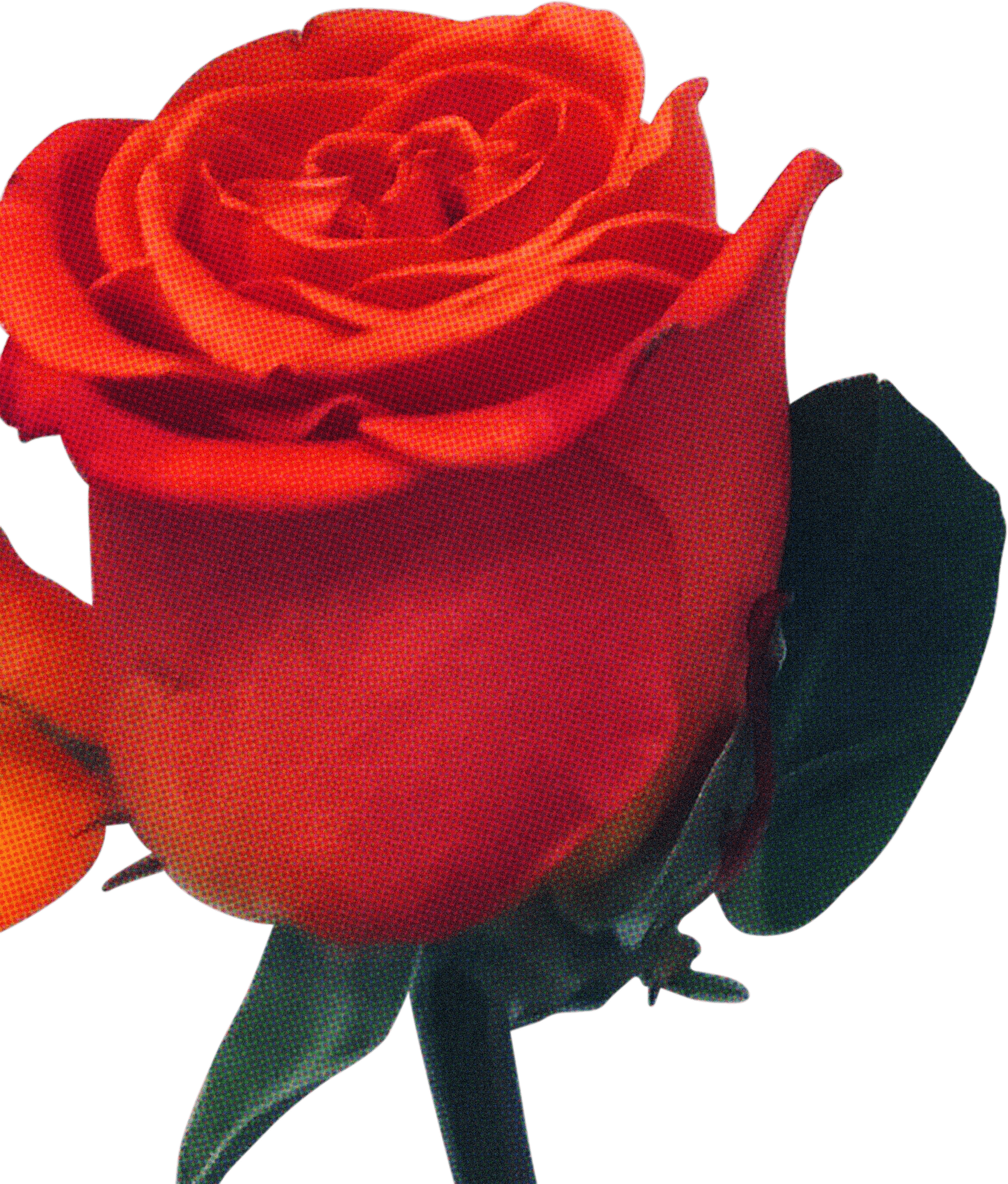 FLORAL31.png
