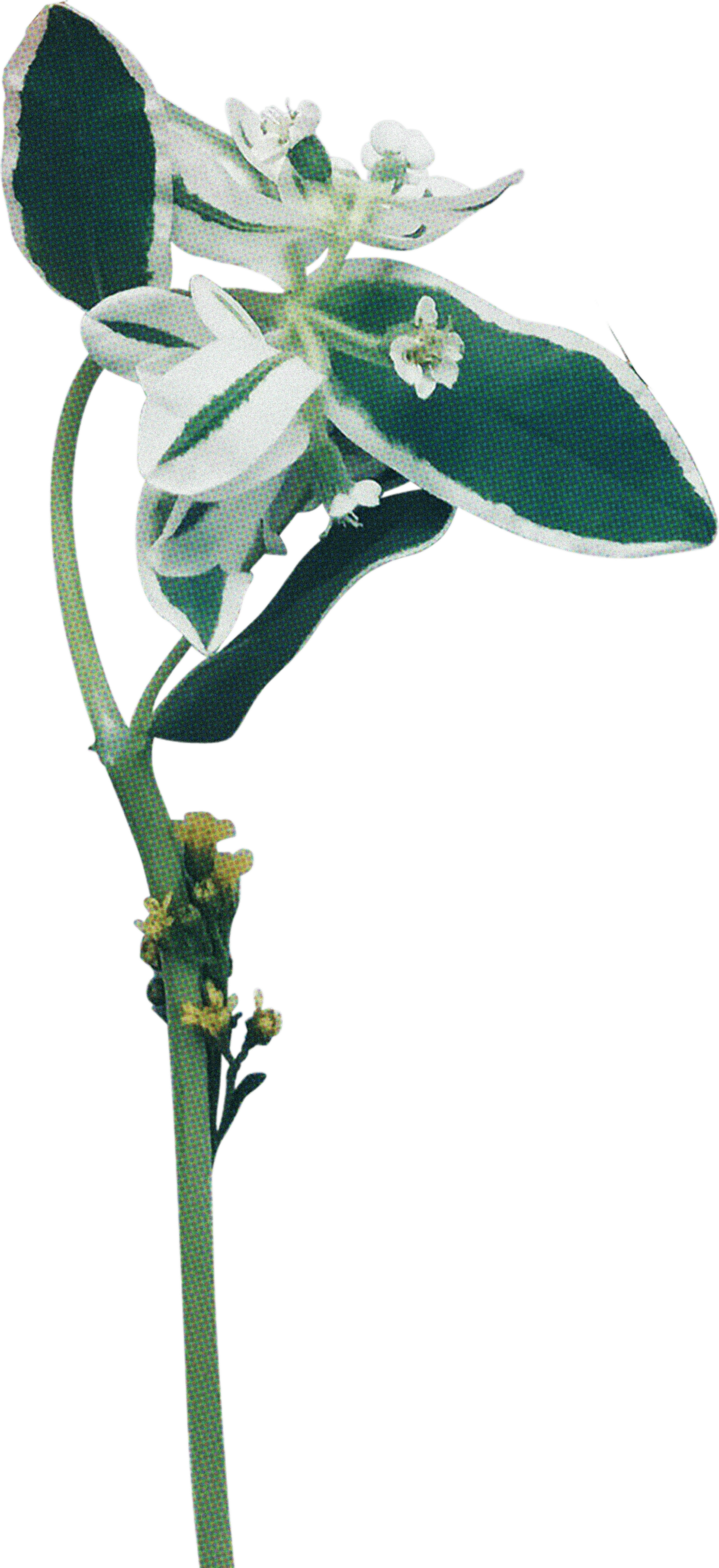 FLORAL33.png