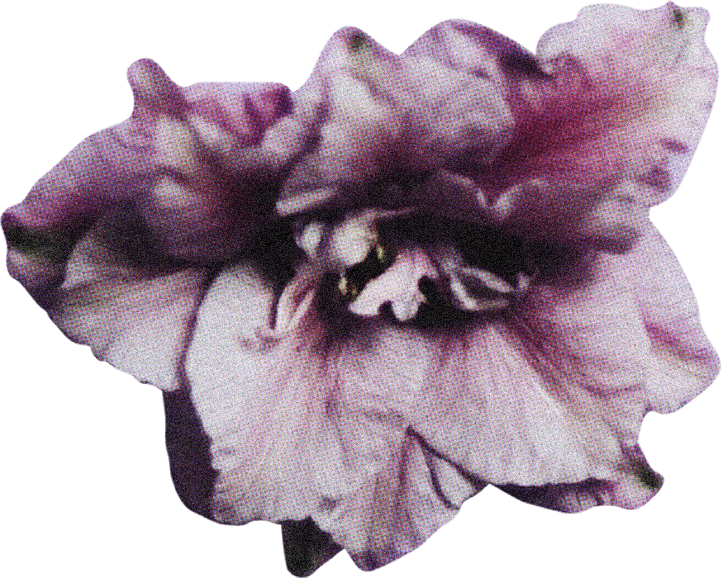 FLORAL34.png