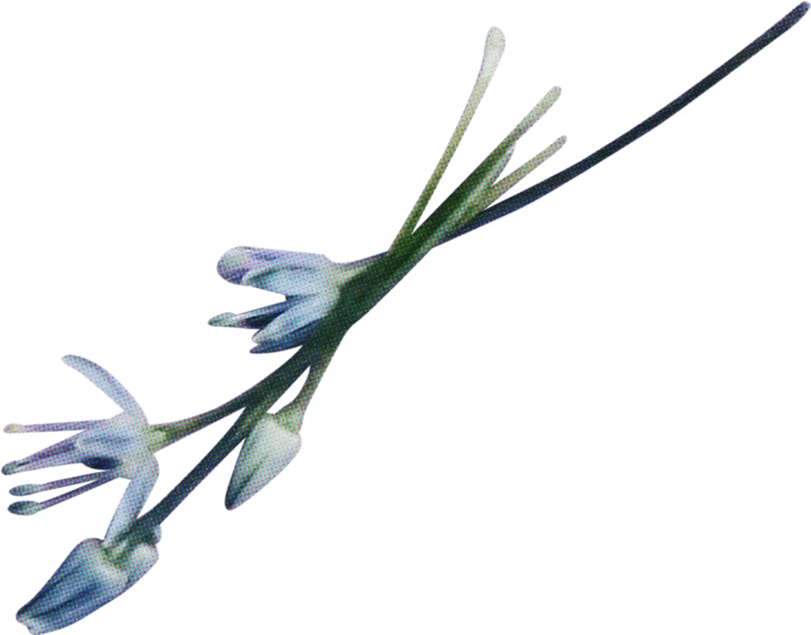 FLORAL35.png