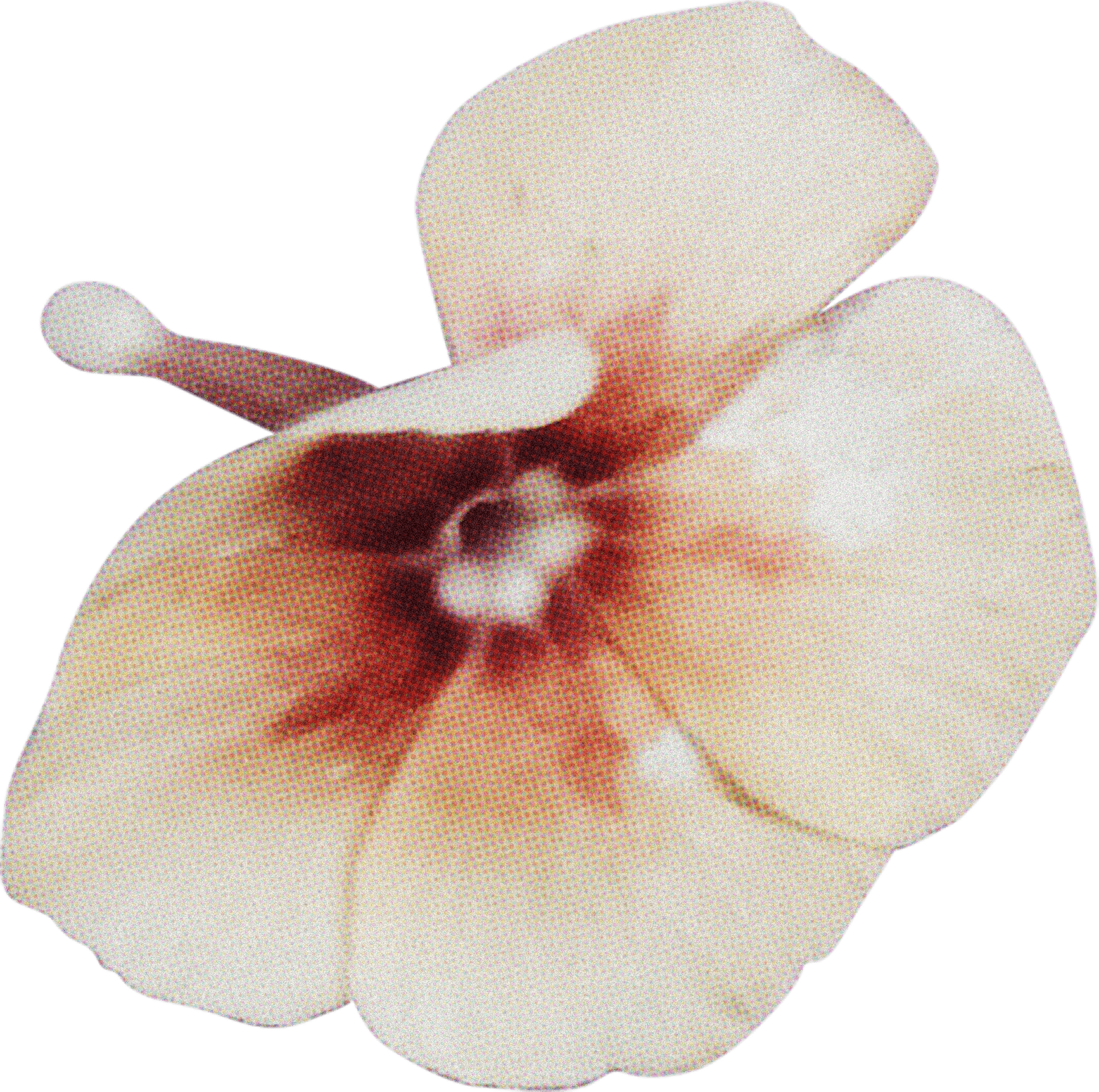 FLORAL36.png