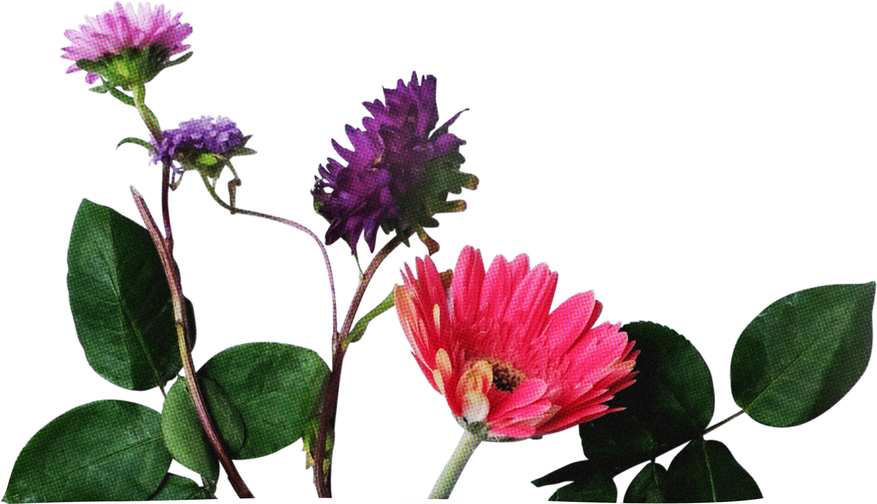 FLORAL39.png