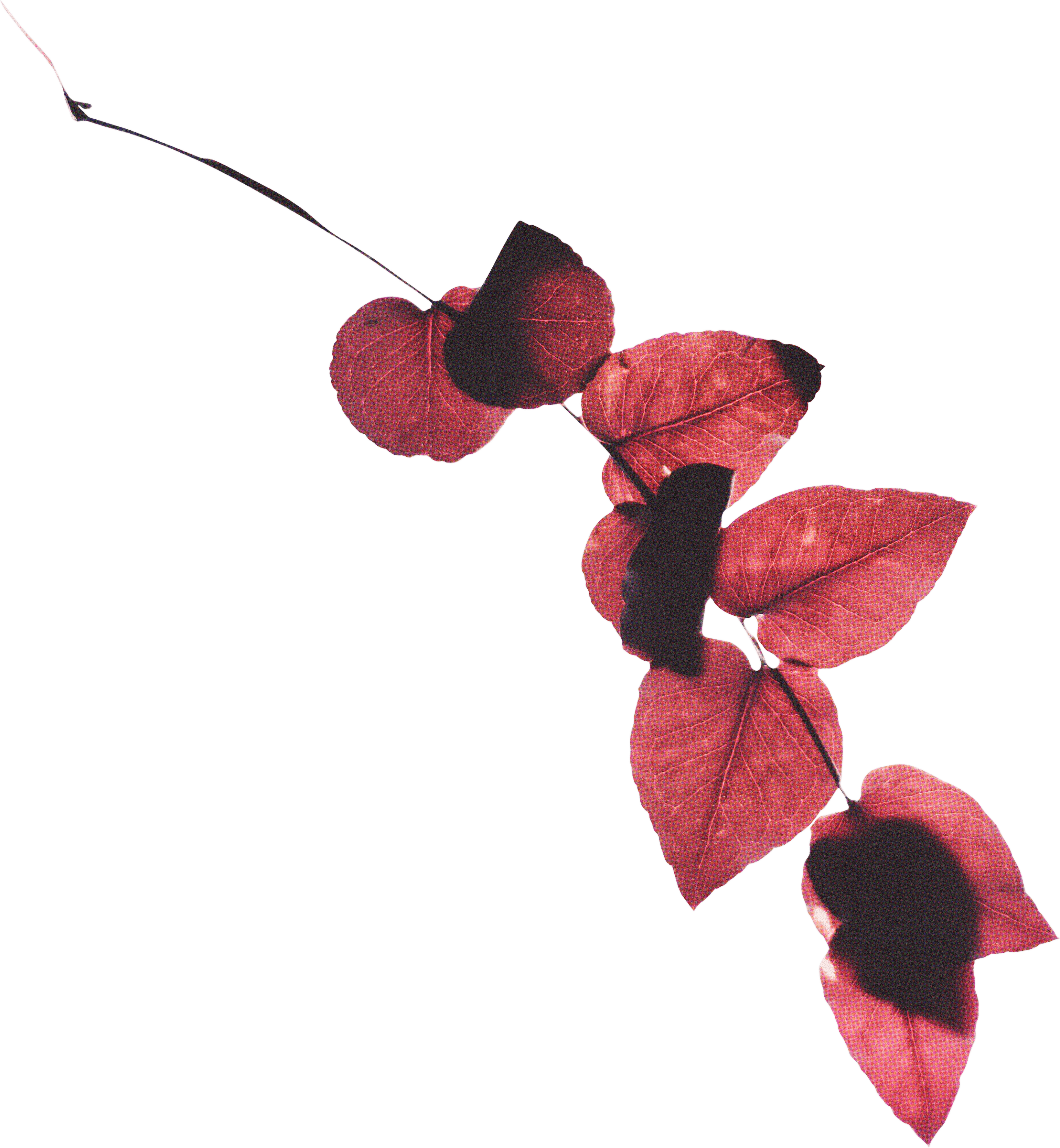 FLORAL4.png