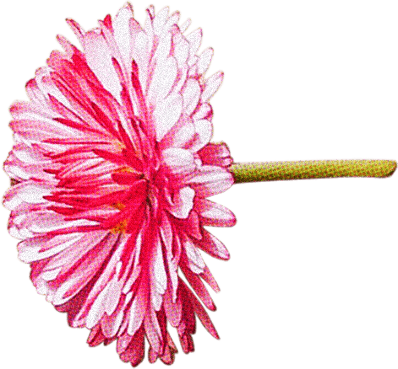 FLORAL50.png