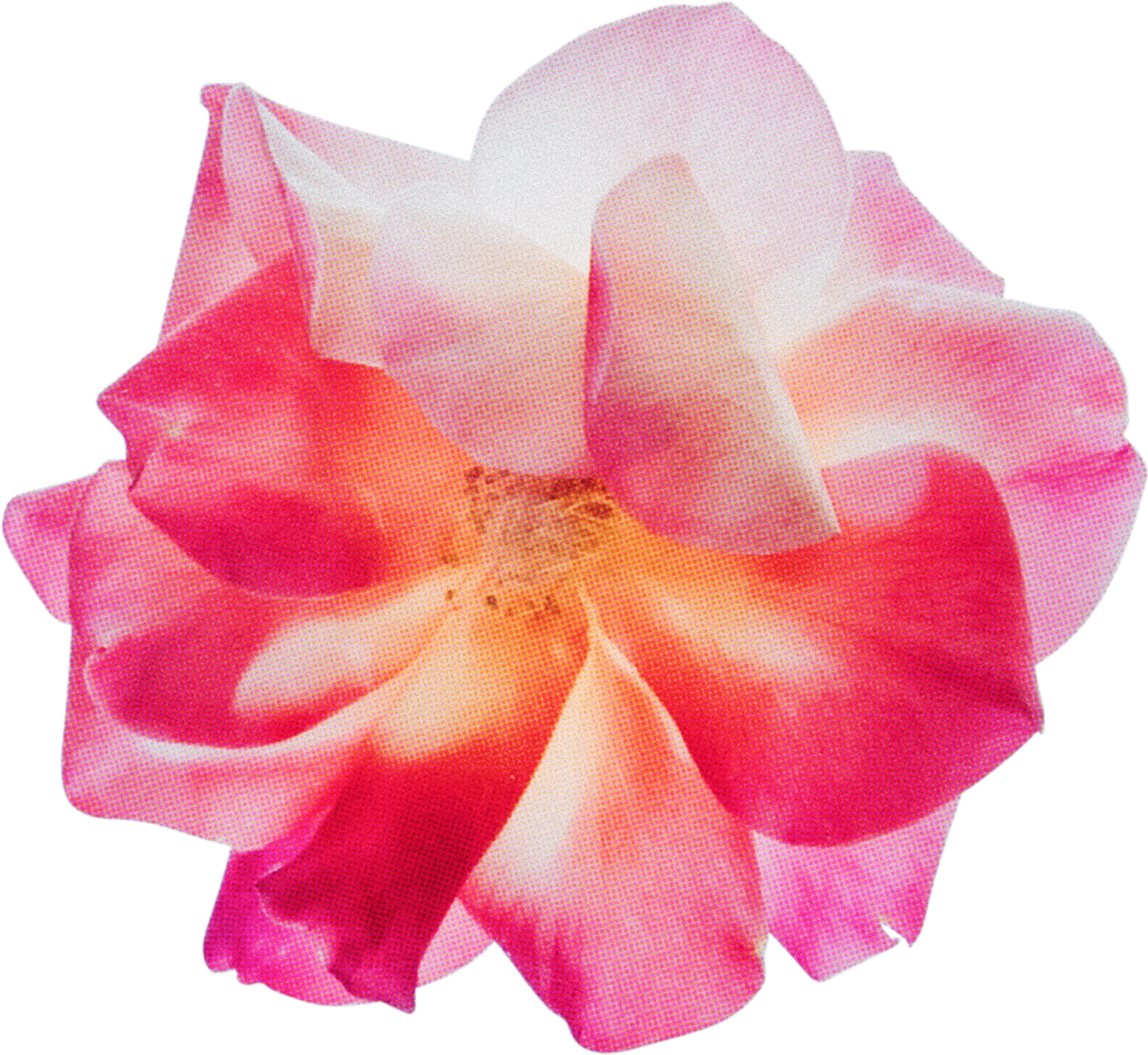 FLORAL56.png