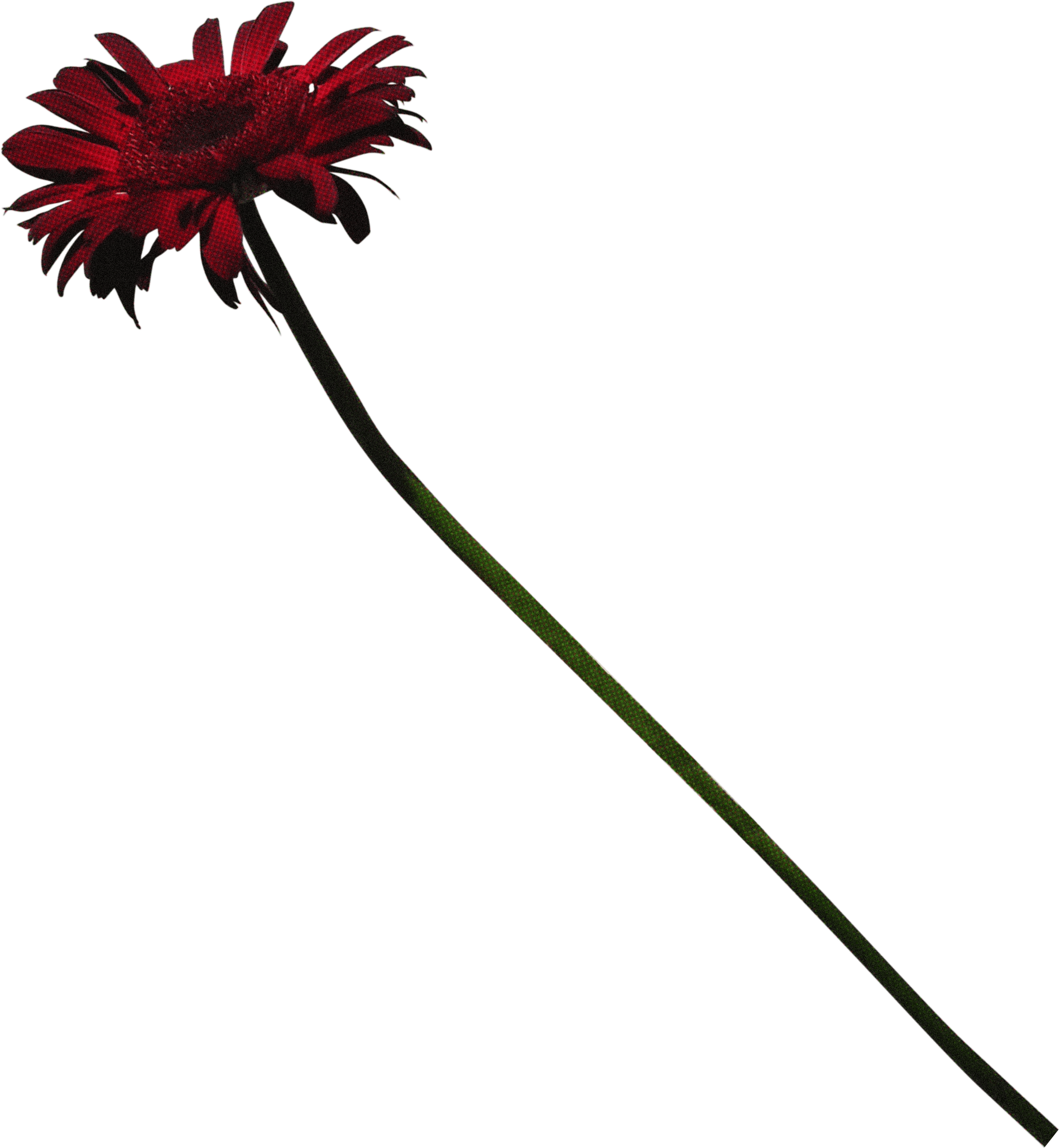 FLORAL57.png