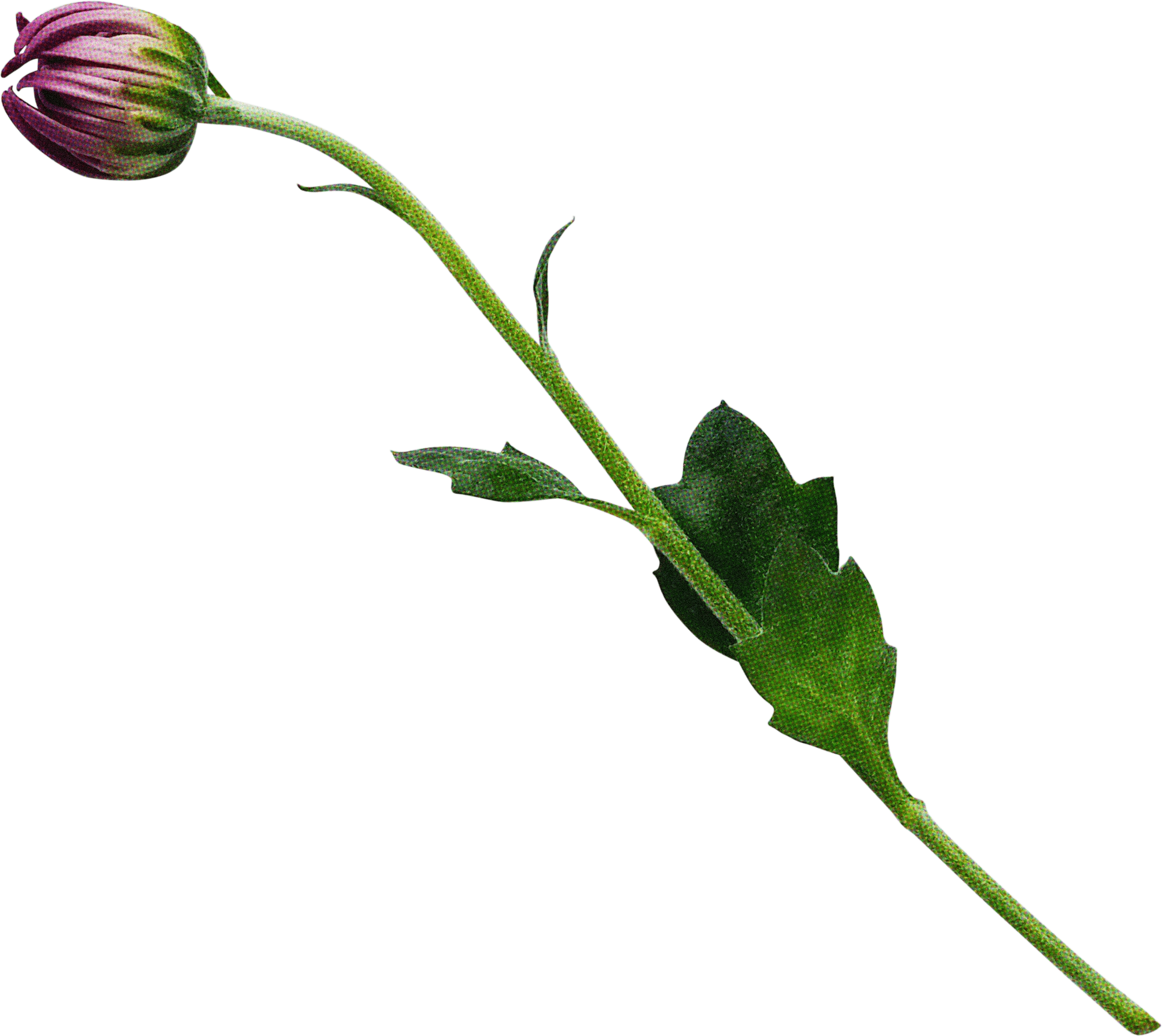 FLORAL59.png