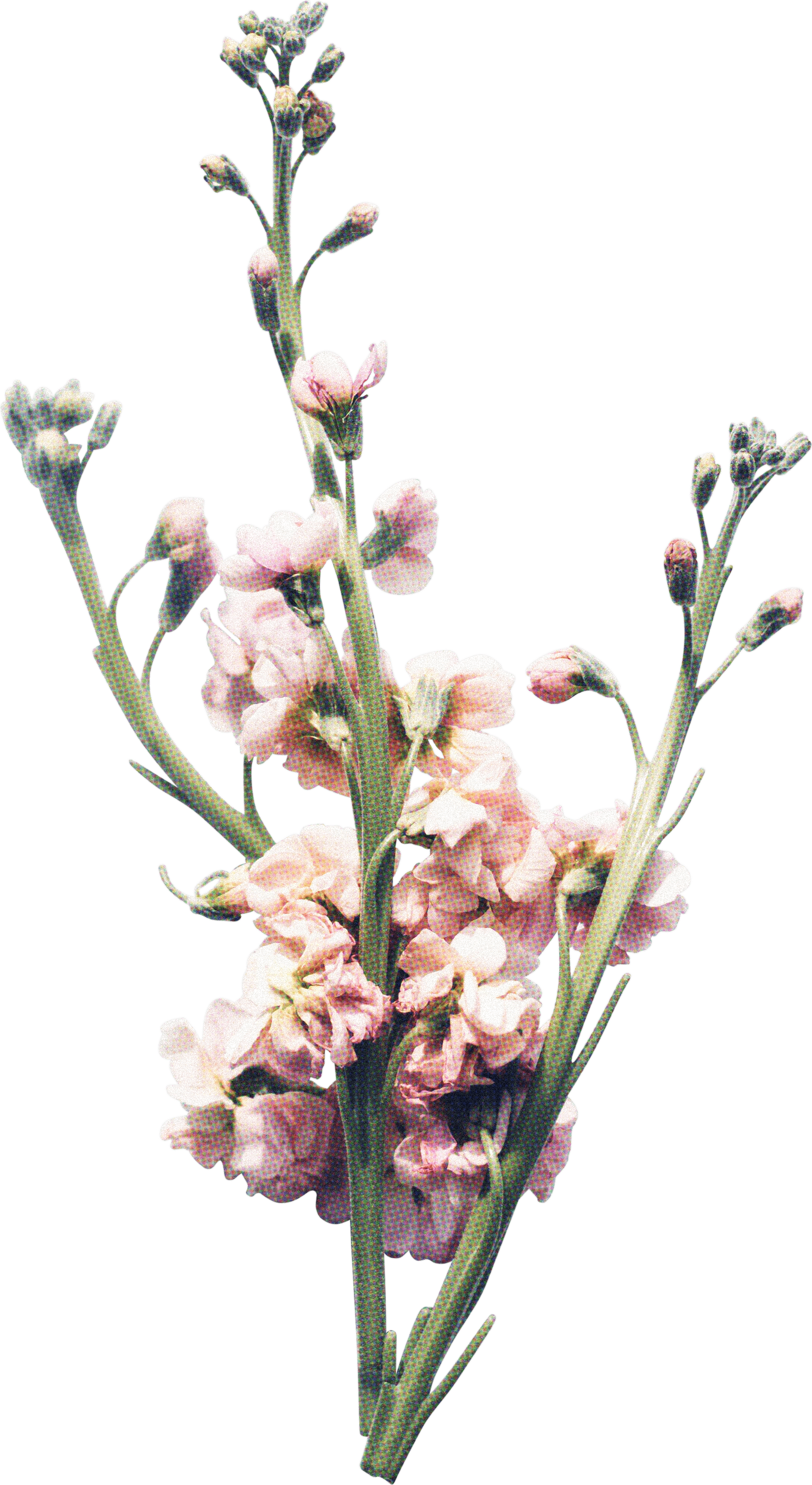 FLORAL6.png