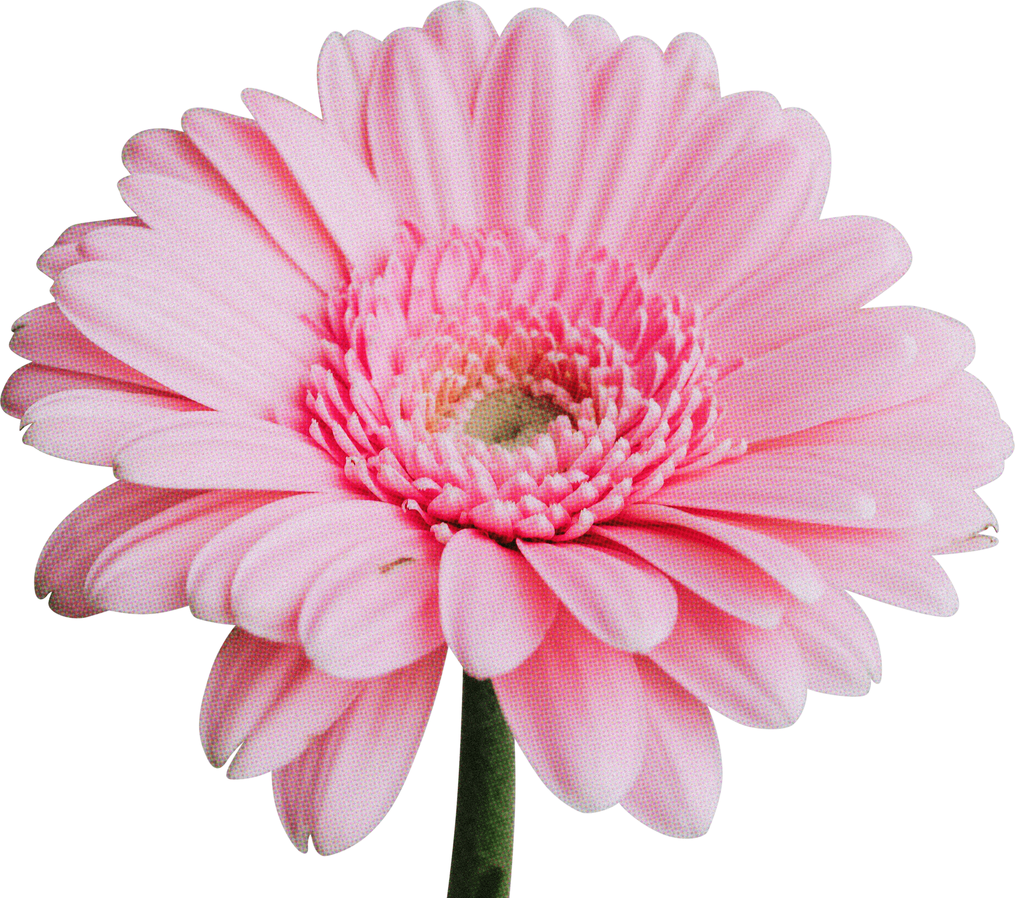 FLORAL61.png