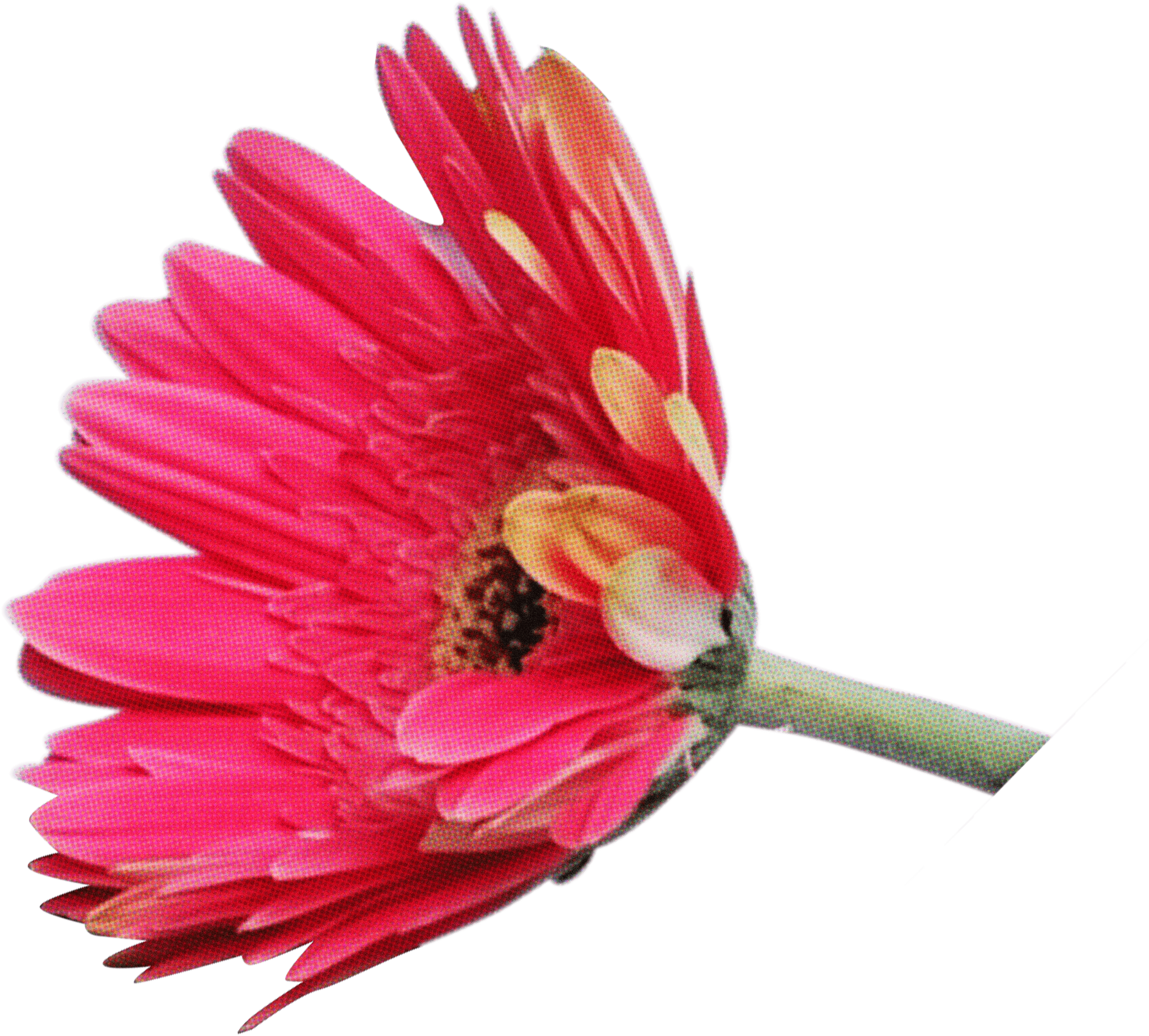 FLORAL70.png