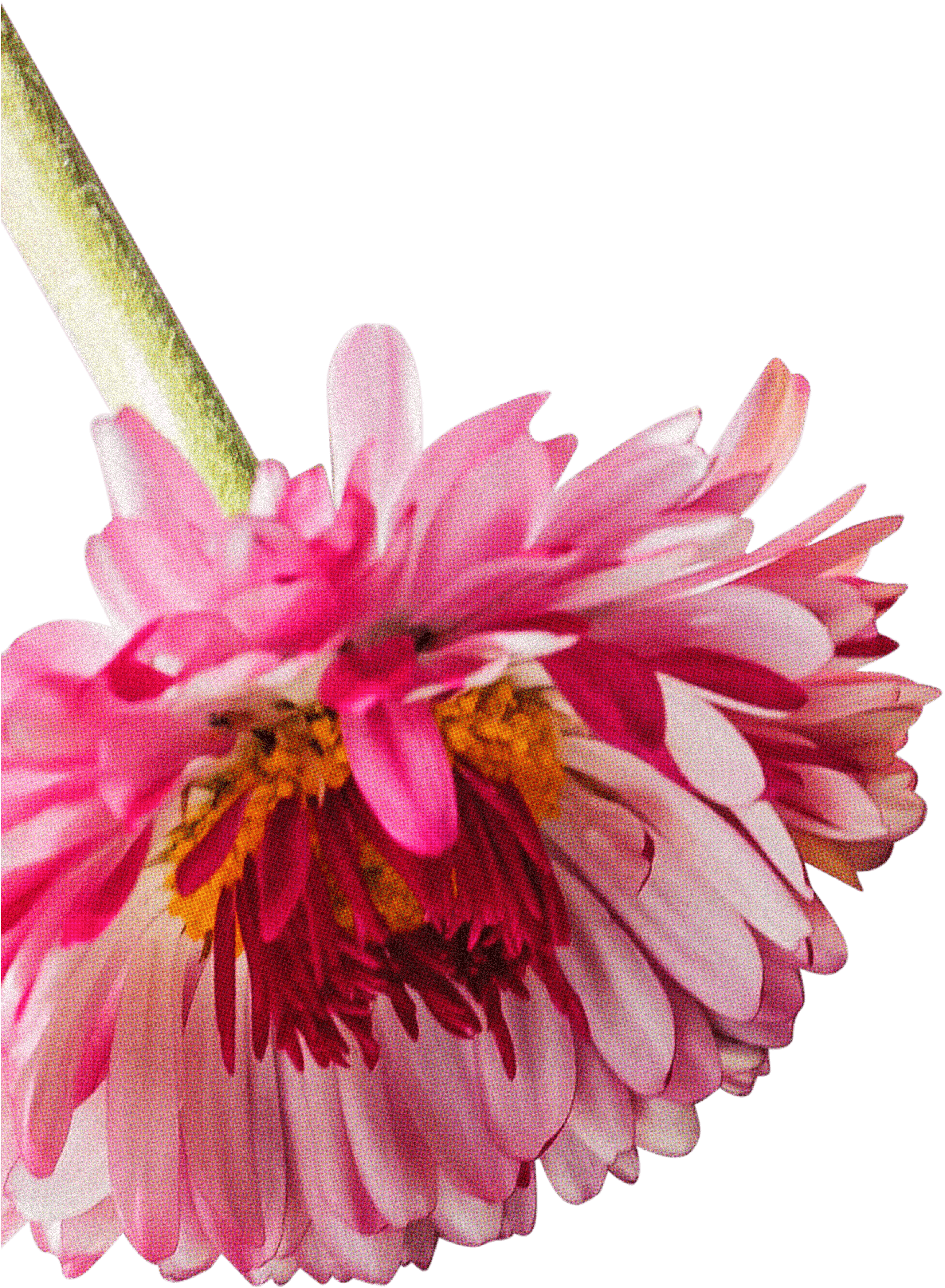 FLORAL71.png