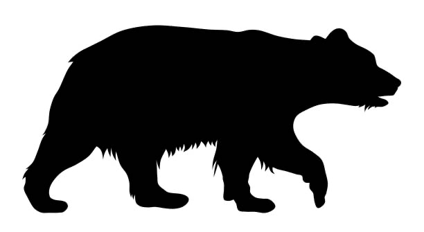 bear.jpg